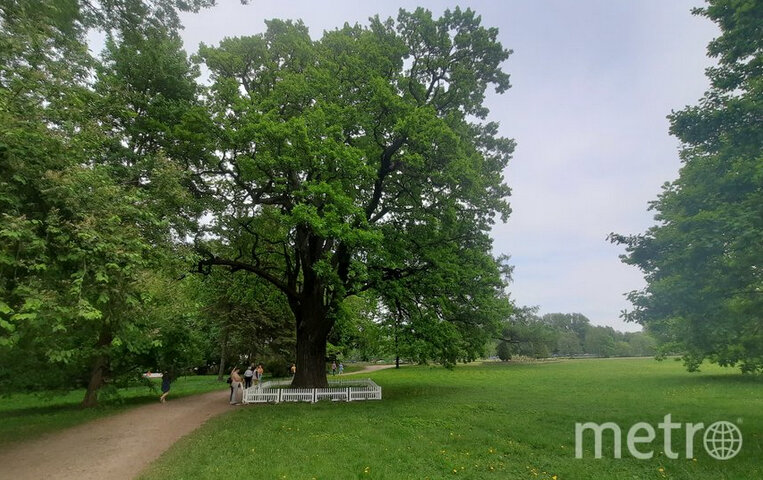    На звание "Российское дерево года" претендовали 69 номинантов.Зинаида Белова.