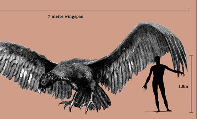 Сравнение роста человека с размерами Аргентависа (7 метров - размах крыльев)