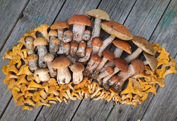 Елена Николаева / «Грибы и Грибники СПб» / vk.com