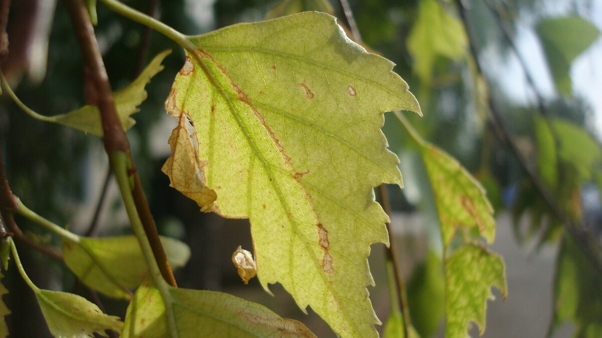 Но ещё зелёное