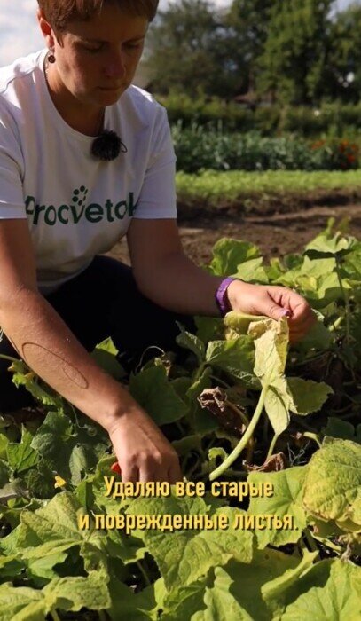 Сделайте это — и будете собирать огурцы до самых заморозков. Эксперты дали 5 советов — Полезно
