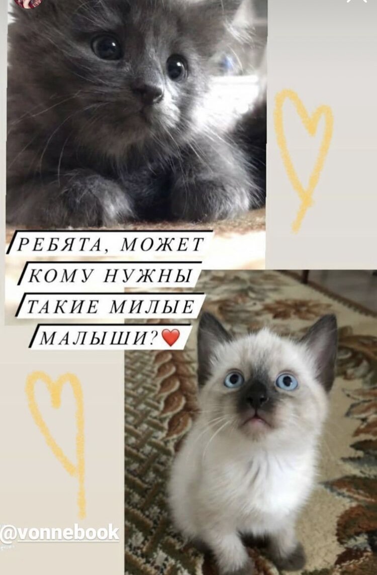 - Котята. Даже тот пост сохранился)  Серый - мальчик  , светлая - девочка 