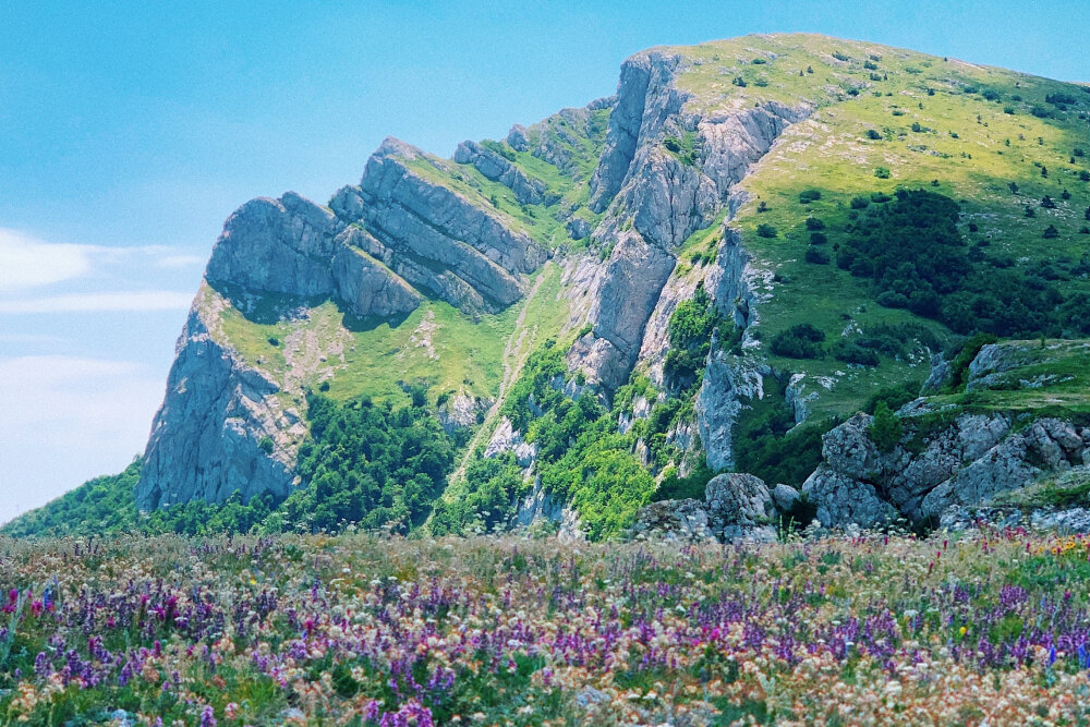 Минимальная в крыму. Лето в Крыму. Деревня цветущие Крыму. Гора Аю Даг и Лавандовые поля. Когда лучше ехать в Крым.