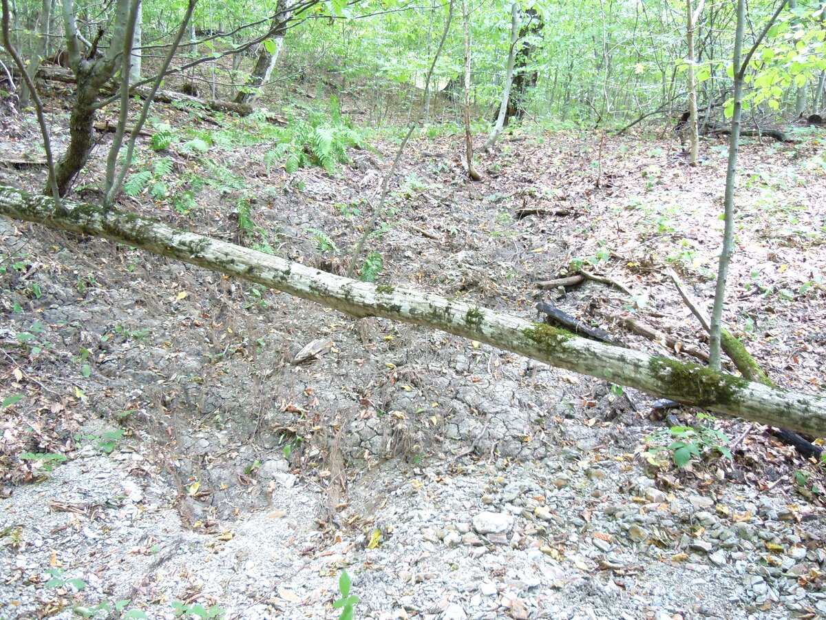 Ранее уже упоминал в другой теме об этом феномене. В 2023 году сделал несколько снимков. Вот самый красивый гладкий участок каменной дороги на пути из станицы Севастопольская к посёлку Победа.-25