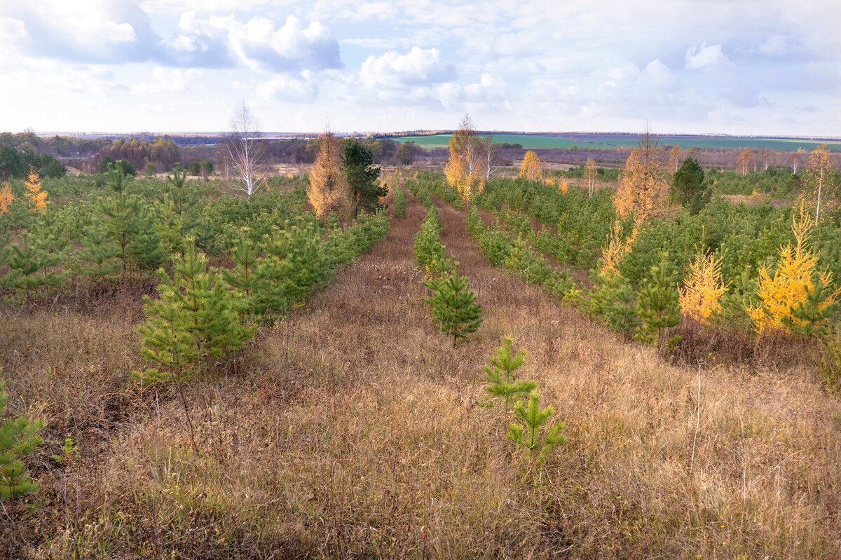 Защитные лесные насаждения, созданные на землях сельскохозяйственного назначения. Республика Татарстан. Фото: © Татьяна Хакимулина