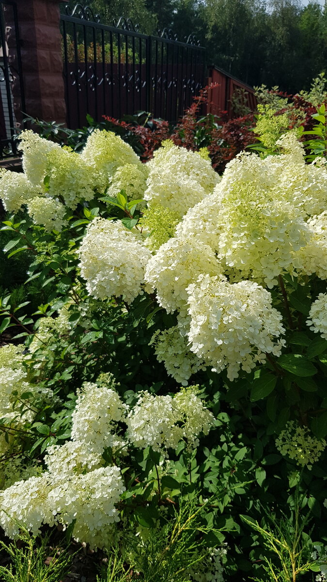 Гортензия метельчатая "Bobo" 