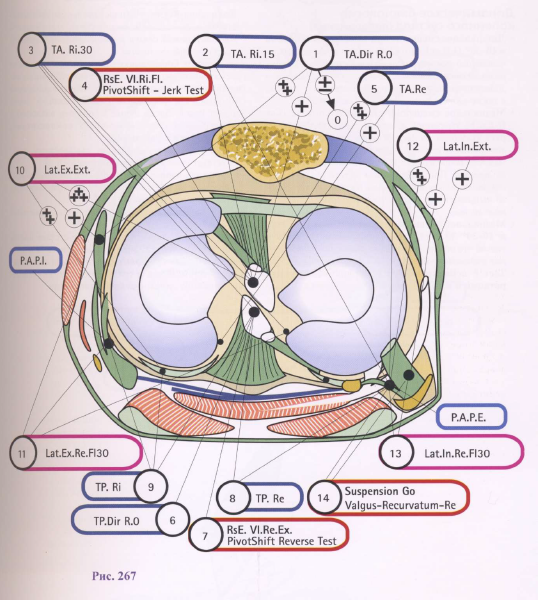 Вот этот ужас-ужас про то, каким количеством структур обладает коленный сустав, чтобы обеспечить себе динамическую стабильность