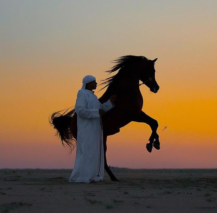 Мусульманские лошади. Лошадь в пустыне. Арабская лошадь в пустыне. Арабы с конями в пустыне. Араб конь.