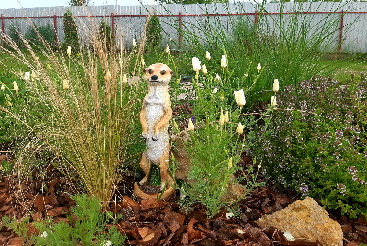 Слева ковыль, на заднем плане мискантус Kleine Silberspinne