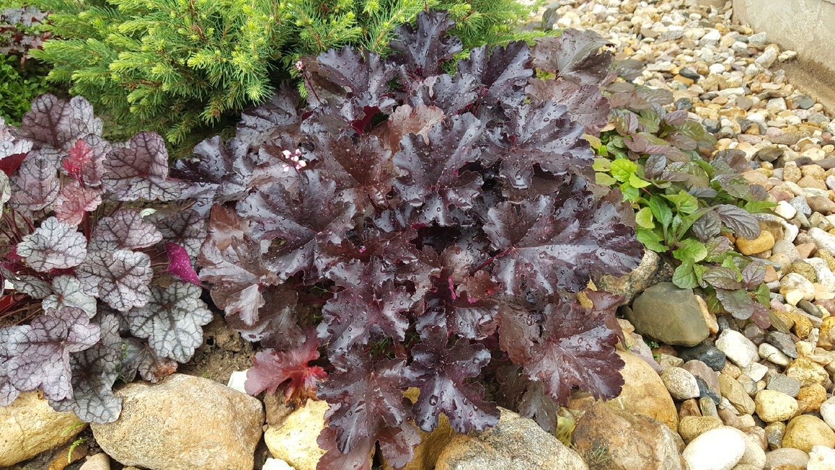 Heuchera Black Pearl - хороша чертовка! В любом виде, а в каплях дождя - в особенности