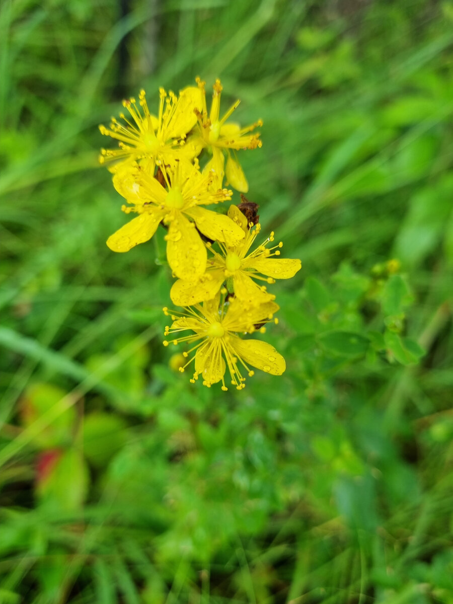 Зверобой. Фото автора. 
