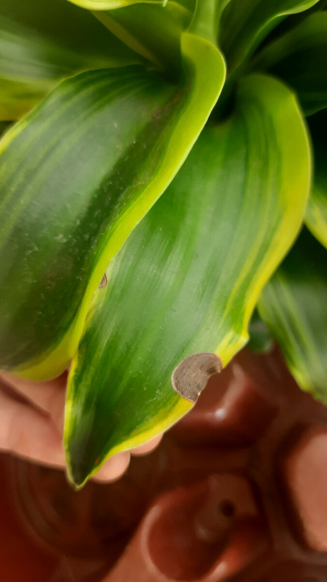 Пятна, вызванные проблемой с корнями