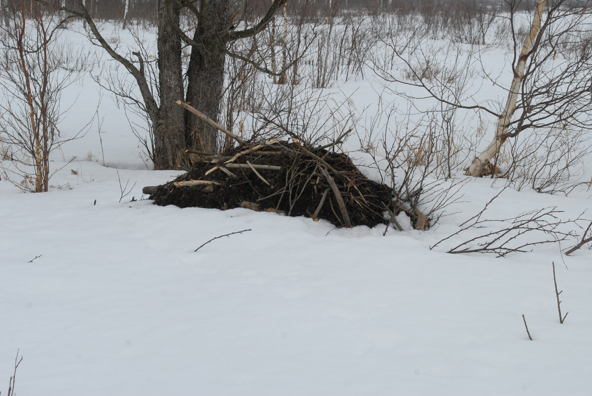 затопила бобровую хатку. бобр канадский хатка плотина. хатка бобра. затопила бобровую хатку. бобры хатка.