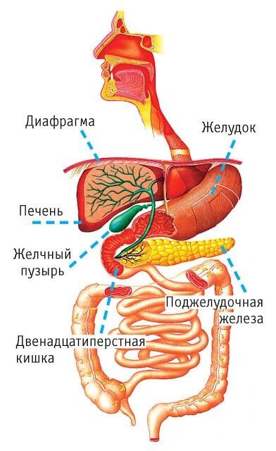 Желчнокаменная болезнь