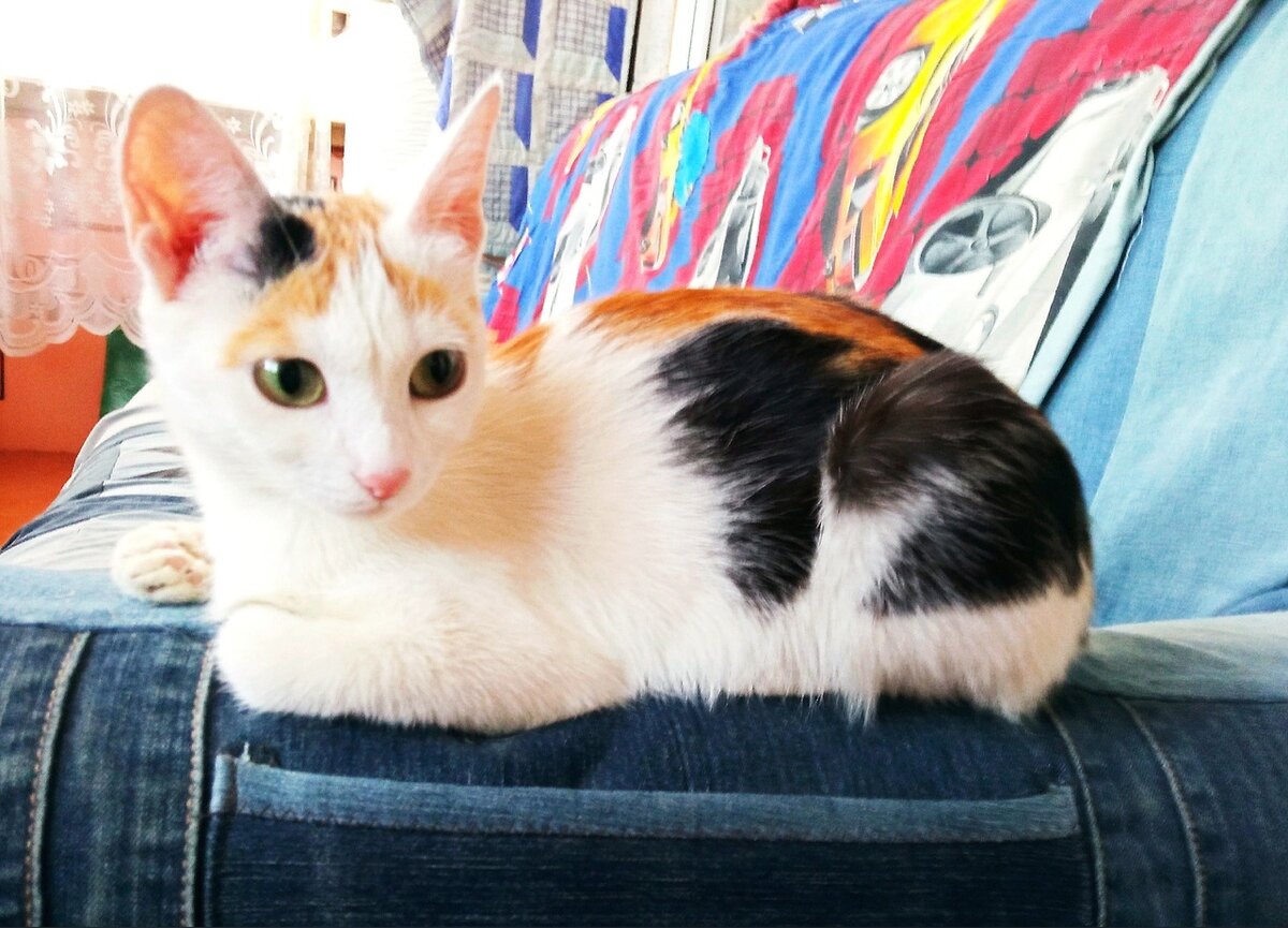 Мама котят кошка Соня превратилась у Татьяны в красавицу