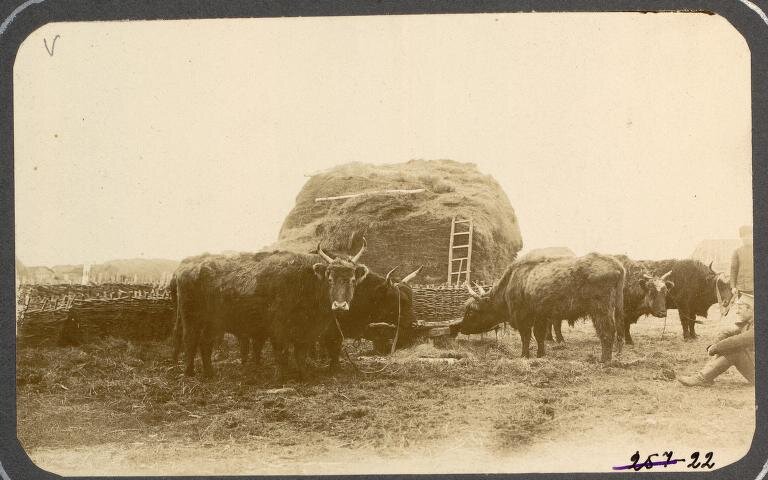 Из фотоальбома «Типы казаков. Сибирские казаки на службе и дома. Из снимков, экспонированных на 1-ой Западно-Сибирской выставке в городе Омске в 1911 году."