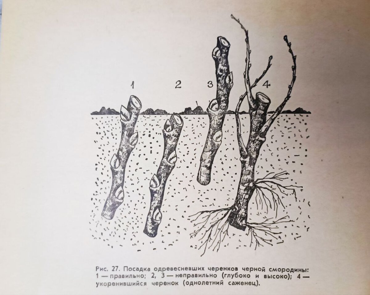 Отводка смородины. Размножение смородины. Черенкование смородины. Черенки смородины.