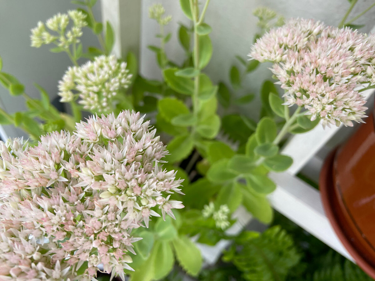 Седум видный