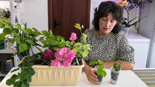 Бугенвиллия в домашних условиях: посадка, уход, размножение / Bougainvillea - Сайт о растениях