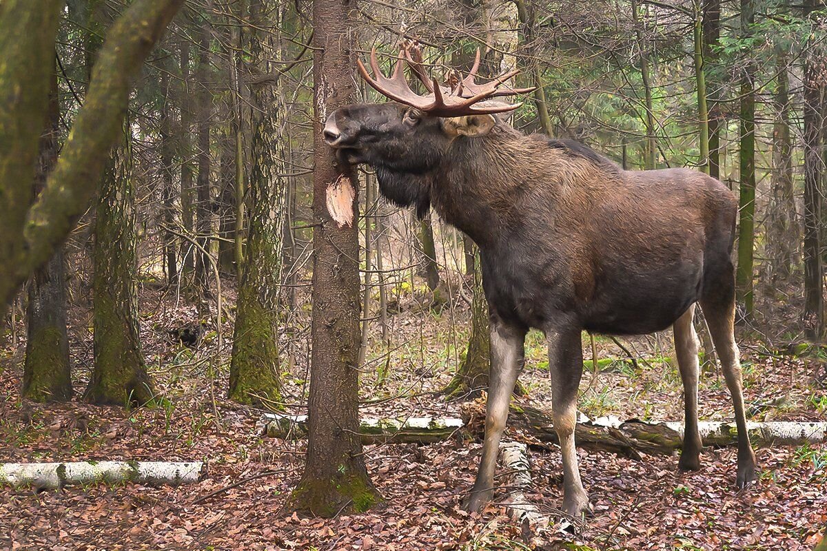 Сохатый красавец