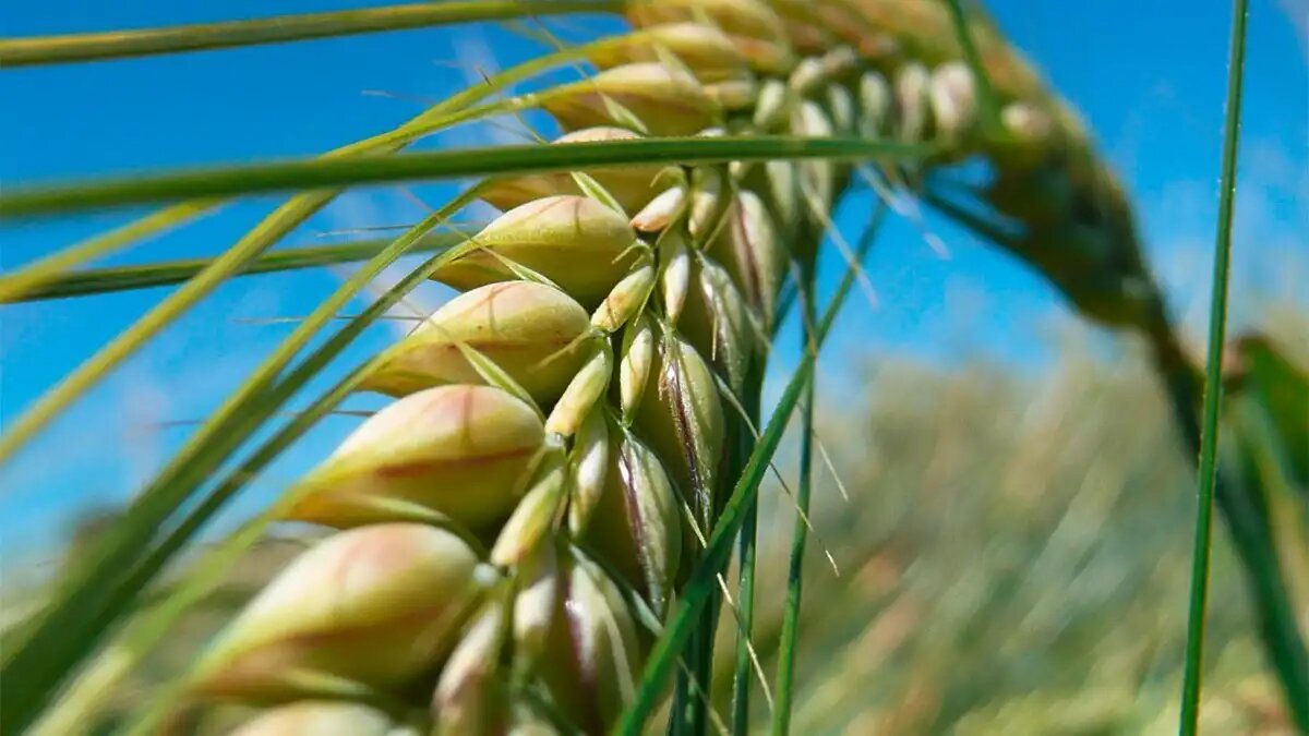 Фото:german-seed-alliance.de Европейская комиссия решила не продлевать разрешение на д.в. димоксистробин