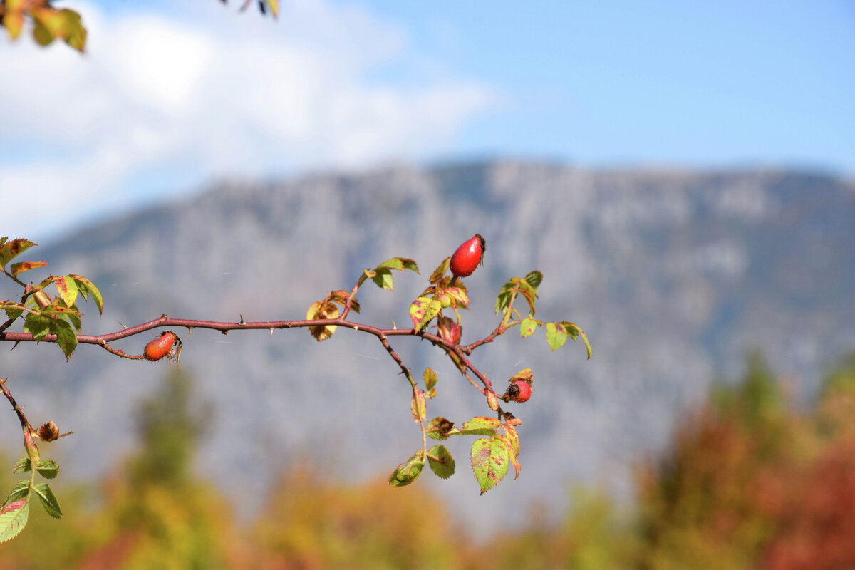Осень в Крыму // Туристический портал Республики Крым, Светлана Мальцева
