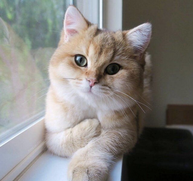 Случайное фото из Пинтерест