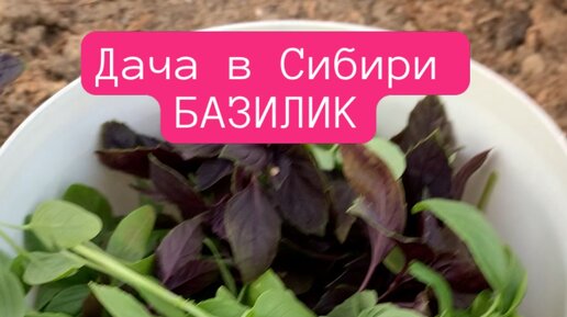 Базилик в сибири. Рассада картофеля из семян. Полив рассады петунии. Подкормить петунию на стадии роста. Удобрение для рассады петунии.