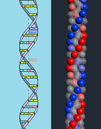 Пример общепринятого изображения ДНК (слева) и модель ДНК, построенного исходя из принципов формирования структуры пространства.