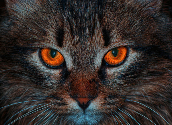 Почему нельзя смотреть кошке в глаза