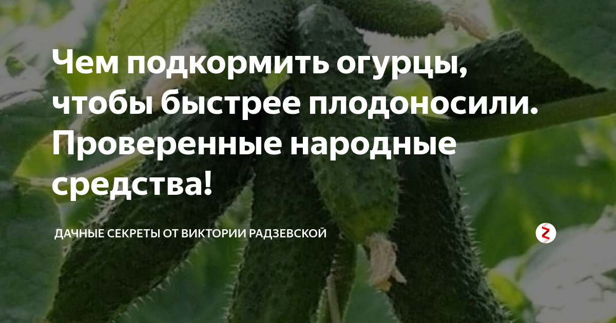 Чем полить огурцы чтобы плодоносили хорошо. Чтобы огурцы быстрее росли. Чем поливать огурцы чтобы быстрее росли и плодоносили. Чем подкормить огурцы что они плодоносили. Подкормить огурцы чтобы росли быстрее дали плоды.