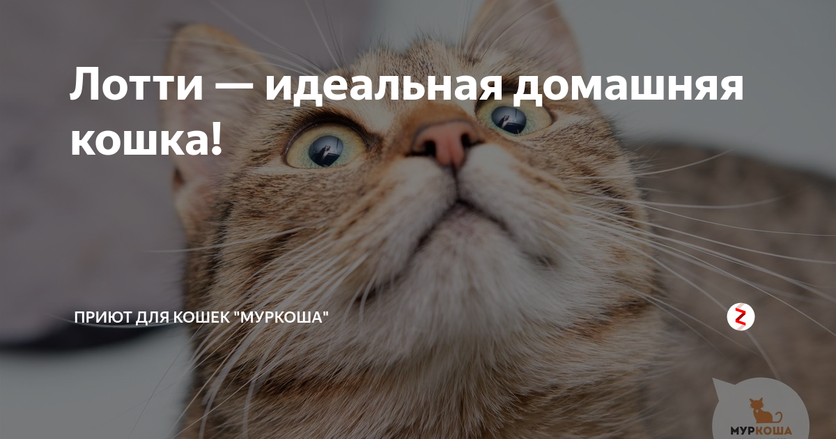 Лотти — идеальная домашняя кошка! | Центр помощи кошкам «Муркоша» | Дзен