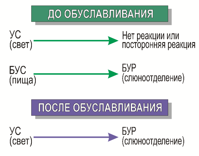 Рис.1. Схема классического обусловливания. 