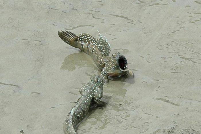 Зовет свою возлюбленную