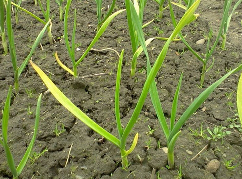 Пожелтение стеблей