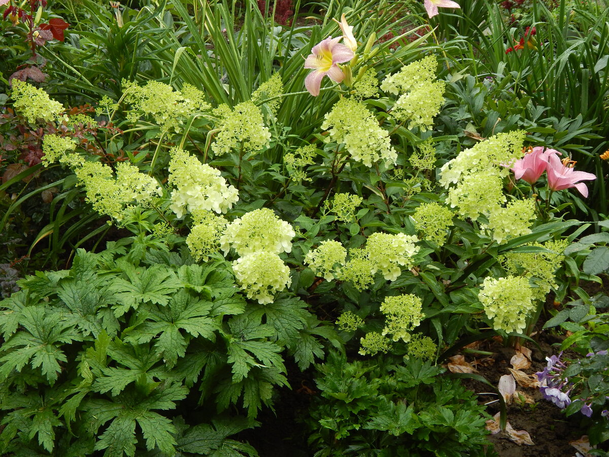 Гортензия метельчатая Полар Биар