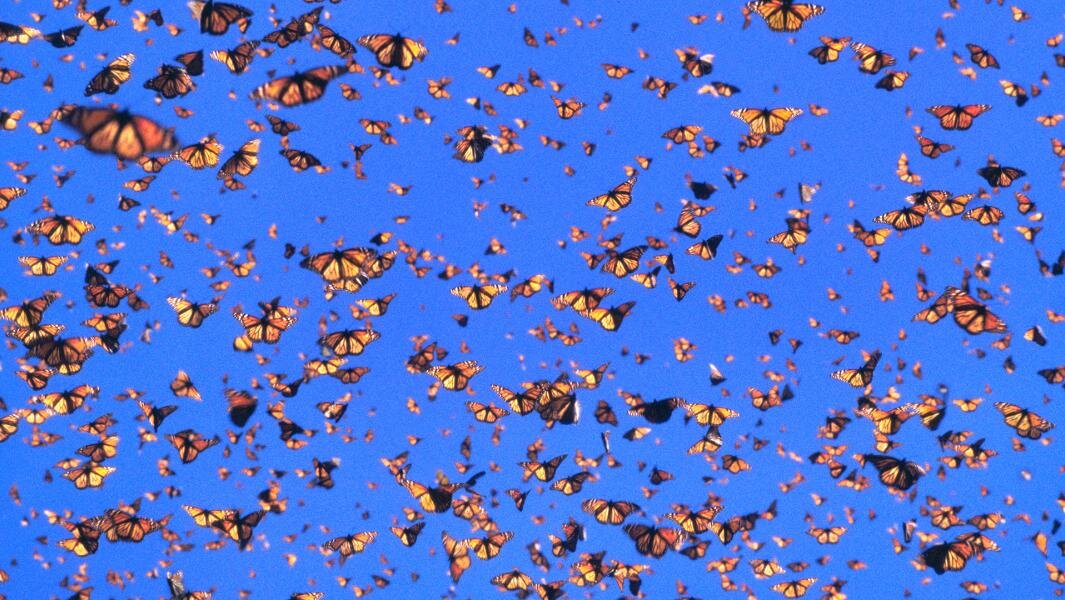 Фото: Global Look Press/Frans Lanting