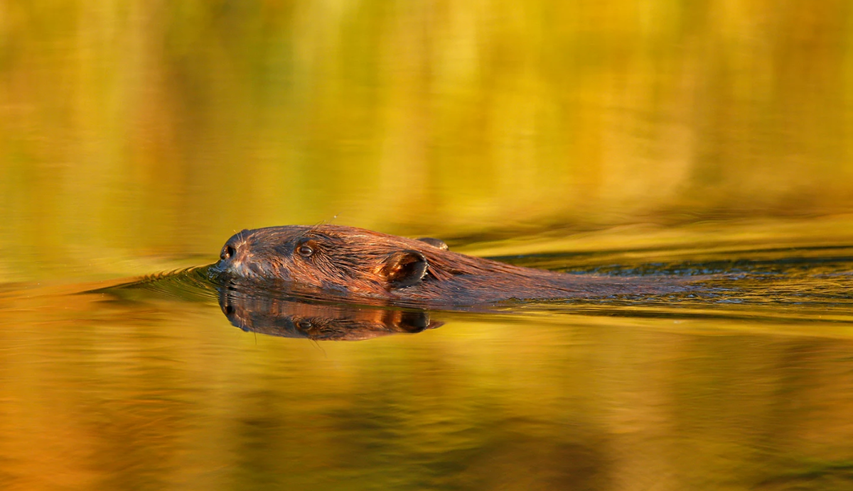 Фото Milko Marchetti
