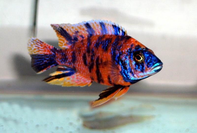  Латынь: Aulonocara multicolor orang blue 

Представители этого вида цихлид в природных ареалах не встречаются, а являются выведенной в условиях аквариума формой.

Этих прекрасных аулонокар можно содержать практически с любыми видами малавийских цихлид. Больше всего  ей подходит  просторный аквариум  с песчаным  грунтом идекорациями  в виде  пещер, скал  и беспорядочных  нагромождений камней. Самцы обладают широкой вариабильностью окраски, как по основной окраске корпуса, так и по цветовой гамме и размеру пятен. Самки могут быть, как с пятнами, так и без них. Молодь приобретает окраску очень рано, причём окраска также вариабельна. В потомстве могут встречаться самцы без окраски (серые), часть из которых окрашивается значительно позже основной массы, а другая (незначительная) часть может вообще не окраситься ('проброс'). При групповом содержании особей одного вида доминирующий самец, как правило, не подавляет других самцов, которые, как и доминант, находятся в нерестовой окраске. Минимальное соотношение особей одного вида в группе для успешного разведения - 2 самца + 3-4 самки, оптимальное соотношение - 3 самца + 5-7 самок. В качестве корма можно использовать : мороженные коретру, кулекс, циклоп, мотыль (очень редко), живую артемию, а также хлопьевидные и гранулированные корма. Обязательно чередование корма и его разумное применение, исключающее перекорм.

Не только яркая окраска, насыщенная сочными, зачастую кричащими тонами, привлекает внимание как начинающих, так и маститых аквариумистов. Свою лепту сюда вносят и относительная неприхотливость малавийцев, их коммерческая доступность, и интересное поведение со свойственными рыбам этой этологической группы иерархическими взаимоотношениями внутри стаи, и с соседями по домашнему водоему.

Многие аквариумисты не просто содержат питомцев, но и пытаются получить от своих подопечных мальков. Цихлиды озера Малави не исключение. Хорошо, что эти рыбки легко размножаются и полученное от них в неволе потомство удовлетворяет постоянныи спрос со стороны жаждущих приобрести этих красавцев. В противном случае только чудо смогло бы уберечь природные биотопы от полного разграбления, настолько велика армия поклонников малавийской цихлидной ихтиофауны.

Как показывает мировой опыт (а он, кстати, распространяется не только на ихтиофауну Великих Африканских озер, но и на других популярных декоративных рыб), наиболее продвинутые аквариумисты рано или поздно пресыщаются простым восполнением популяции своих любимцев и обращаются к задаче более сложной, творческой: выведению новых пород, популярность которых достаточно велика.

Одной из таких выведенных пород являются и рыбки, о которой пойдет речь в этой статье, а именно аулонокара мульти-колор (Aulonocara multicolor OB) как базовый вид и его производных от скрещивания с другими аулонокарами.

Что такое выведенная аквариумистами порода? Это значит, что данный вид не встречается в естественной среде обитания. С одной стороны, конечно, плохо, что в «чистом виде» эти рыбы не являются эндемиками озера Малави. А с другой стороны, хорошо, поскольку исключает фактор массовости. В природе-то популяции рыб порой исчисляются десятками, а то и сотнями тысяч особей, в то время как селекционных экземпляров на порядок-другой меньше. А это обстоятельство весьма ценимо коллекционерами.

Естественно, гибридизация аулонокар происходила последовательно и естественным путем, вот только жаль, что истоки происхождения первых пегих аулонокар найти практически невозможно. А ведь очень интересно узнать, как была получена исходная форма пятнистой окраски, которую потом селекционно украшали, гибридизируя с различными видами аулонокарного племени и отбирая для последующих разведений наиболее интересных особей. Но история умалчивает об этом факте.

У мультиколоров существует множество форм и окрасок: одни бежеватые, с синими пятнами по телу, другие более оранжевые, с пятнами темных оттенков.

Микроклимат водоема стандартен для большинства цихлид озера Малави: жесткость воды 8-15° и выше, рН 7,0-8,5, Т=24-27°С. Повышение или понижение температуры на пару градусов не оказывает существенного влияния на здоровых рыб. Необходимы непрерывные аэрация и фильтрация. И то и другое обеспечивает фильтр с инжекторной насадкой. Обязательна и еженедельная подмена 1/3-1/4 объема воды (с сифонированием грунта, если таковой имеется).

Здоровые мультиколоры любых морф отличаются хорошим аппетитом и отсутствием привередливости. Они с удовольствием поедают и зоопланктон соответствующего размера, и мотыля, и коретру. Но если есть возможность побаловать рыб качественными сухими специализированными кормами для цихлид, пренебрегать ею не стоит - этот очень удобный и сбалансированный аналог подойдет для кормления домашних любимцев больше всего.

Декорировать емкость можно в любом стиле, кроме, пожалуй, варианта "аквариум-сад", подразумевающего наличие разнообразных представителей водной флоры, в том числе и мягколистной. Тем не менее полностью исключать живые растения из интерьера необходимости нет. В частности, есть успешный опыт содержания аулонокар с нимфеями, жестколистными эхинодорусами, криптокоринами, анубиасами и яванским мхом.

К репродуктивной фазе рыбы подходят к году при длине 7-8 см. Это, как говорится, допустимый минимум. Лучше, если годовалые аулонокары будут на 3-4 см крупнее. Если к вам в аквариум попали экземпляры оранжевоокрашенных вариаций, то тело самцов с возрастом начинает приобретать светло-кирпичный оттенок, а пятна становятся контрастнее и ярче. Если же порода иного окраса (без апельсиновых оттенков), то, как правило, дело ограничивается посинением пятнистого узора на теле самцов. И чем выше его иерархический статус, тем насыщеннее и четче этот крап.

Дополнительным украшением таких рыб являются горящие золотистые и красные точки, образующие щеголеватый узор на непарных плавниках. Особи женского пола, напомню, остаются мальковой окраски.

Готовая к икрометанию самка приближается к лидеру, и пара уединяется на его заранее отвоеванной у соседей небольшой личной территории.

Нерест происходит по стандартной круговой схеме, свойственной малавийским цихлидам, и сопровождается брачным танцем самца - импульсивным и зрелищным.

Собрав икру, самка (она вынашивает потомство во рту) уходит в зону, изобилующую укрытиями, а если не обнаружит подходящего или свободного, поднимается в толщу воды. Инкубация икры длится 21 день. Можно сократить период вынашивания на 2-3 суток, подняв температуру воды до 30°С. Все это время заботливая родительница ничего не ест. Правда, бывают случаи, когда она хватает какую-то кормовую мелочь, но это, скорее, исключение, чем правило.

Через положенный срок мамаша выпускает малышню в зону укрытий. Если условия подходящие, корма много, убежища достаточно узки и разнообразны, а соседи сыты и не хищны, большая часть мальков способна вырасти и в общей емкости.

Вообще-то, интерьер аквариума с разновозрастными аулонокарами очень динамичен. Но зачастую и собственный папаша, абсолютно чуждый проявления родительских чувств по отношению к молоди, и ушлые соседи по водоему не оставляют малькам шансов на выживание.

Мальки малавийцев неприхотливы в еде: если с живыми кормовыми объектами возникли перебои, не откажутся они и от мороженых. Отлично поднимаются малыши и на сухих порошках, предназначенных для выкорма молоди цихлид и производимых ведущими в этой сфере фирмами. Молодь пестрых аулонокар (причем вне зависимости от породы) серовато-бурая; пегость в окрасе проявляется лишь при достижении малышами примерно сантиметровой длины.

Бывает, что аквариумист не хочет приобретать мальков, предпочитая иметь домашний водоем, в котором плавают уже взрослые, полностью окрашенные особи. При этом некоторые стараются еще и сэкономить, покупая крупных, но истощенных цихлид, нередко привозимых в нашу страну из Юго-Восточной Азии. Там эта некондиция реализуется по остаточной стоимости, обеспечивая перекупщикам высокий процент прибыли. Хочу дать совет. Взрослые особи любой рыбьей породы должны быть упитанными, их плавники - не иметь механических повреждений, а тело - болячек и язв. Кроме того, у взрослых самцов «нормальных» пятнистых аулонокар пятнистый узор всегда ярок и привлекателен.