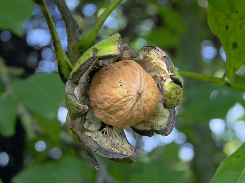 Прививка грецкого ореха: 2 самых эффективных способа прививки