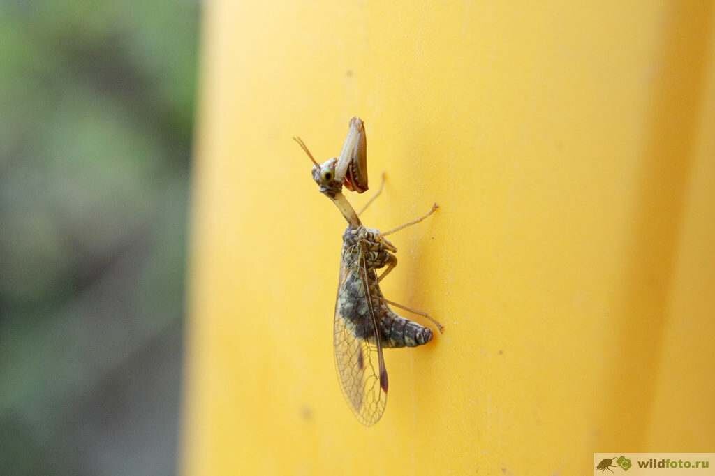 Обыкновенная мантиспа (Mantispa styriaca). Фото: Андрей Помидорров. Снято в Крымском районе