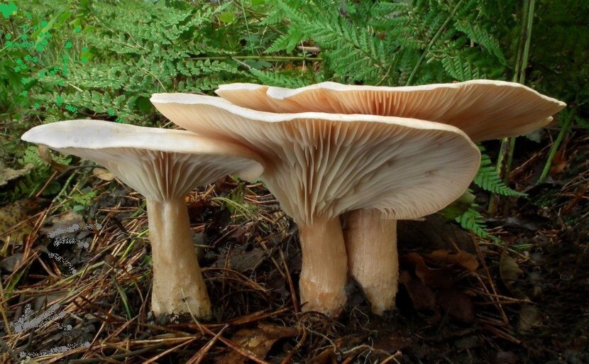  Русское название «говорушка», возможно, произошло из-за того, что эти грибы, обычно, растут довольно тесно, большими группами, как будто разговаривают друг с другом. 