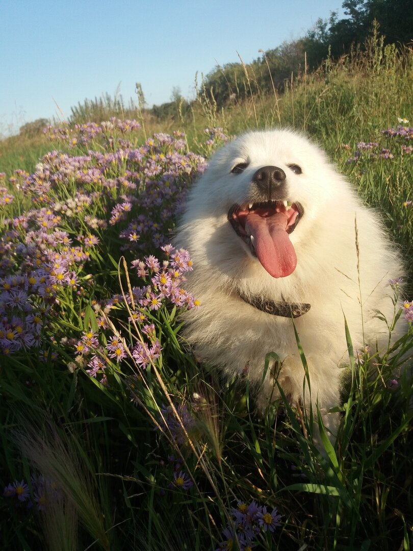 Окружающим Арни напоминает зефирку. Или помпон от детской шапки. Но шпиц не смотря на то, что довольно часто смотрится в зеркало, считает себя волком. И как волка его в неистовство приводят козы и овчарки. Коз он пытается загнать на дерево, а овчарок сожрать. Поймать бешеного помпона, который намерен перегрызть горло овчарки, почти невозможно, поэтому пёсика пара раз спасала лишь ловкость хозяев овчарок. Пока серьезные псы недоуменно смотрели на грозно лающий ватный шарик, прикидывая каким зубом его поддеть, опытные хозяева отодвигали Арни ногой и за поводок уводили обалдевших овчарок. Особенно внезапно это получилось на дрессировочной площадке, когда волкообразный шпиц вместо барьера решил брать врага. После такой встряски я начинаю бояться, что не услежу и зарвавшегося зефира проглотят. Потому что Арни всегда начеку и надеется, что однажды он будет без поводка, а овчарка без хозяина и он покажет ей, кто тут власть. Так что если вы владелец овчарки и вдруг увидите, как по лесной дорожке к вам несется что-то белое и лающее, бегите без оглядки. Вдруг я недооцениваю этого внезапного помпона.