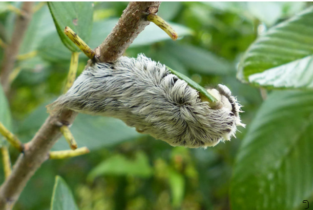 Волосатая гусеница