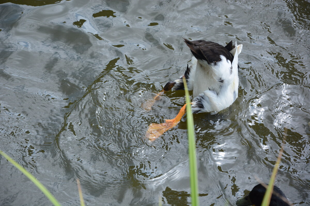 Фото: Ивович Екатерина, "Ныряющая утка"