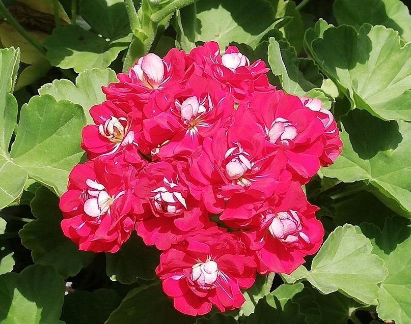  Фото: https://vk.com/museum.irkutsk