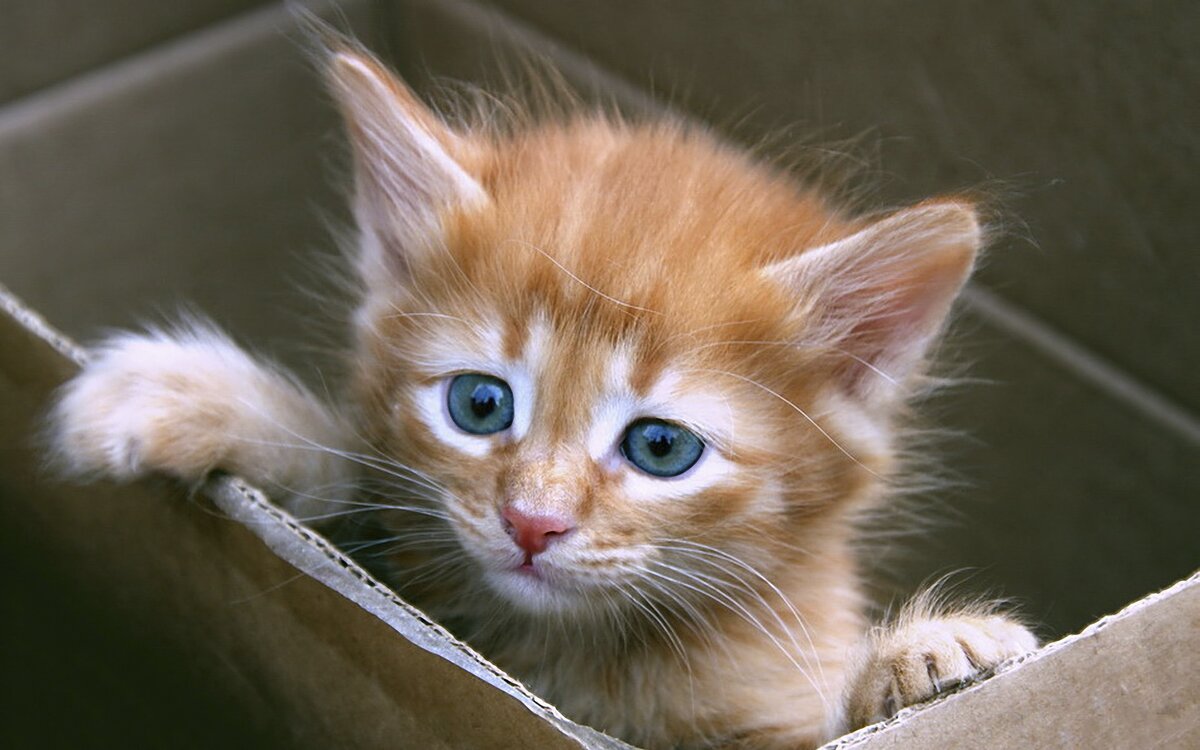 Шлейка для кошки: как сшить, надеть и приучить