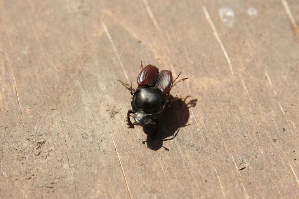 Калоед-бык или калоед двурогий (Onthophagus taurus). Фото: Андрей Помидорров. Снято в Краснодаре