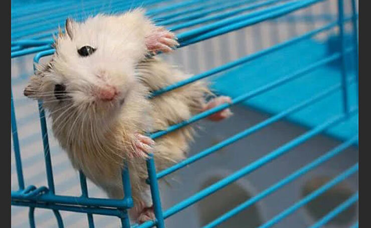 Использование еды для привлечения хомяка