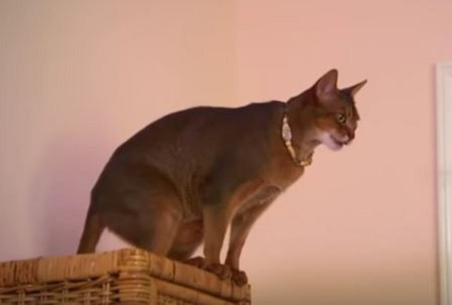 Абиссинская кошка готовится к прыжку